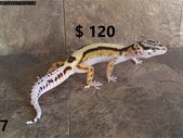 leopard geckos