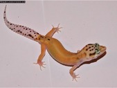 Leopard Geckos Babies and Juveniles