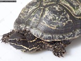 Looking for Female Common Musk Turtle