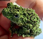 Looking for vietnamese mossy frogs
