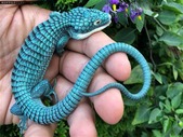 Looking for young captive bred Abronia Graminea