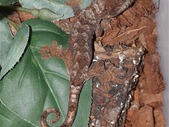 Mainland Chahoua Geckos - unsexed but ready to go!