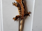 Male crested gecko