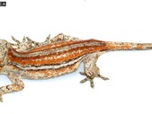 Male Gargoyle Gecko! Red Stripe - RE-GG1-19-06 
