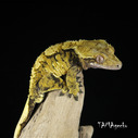 Male Gecko a crête