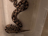 Male Normal Ball Python for sale