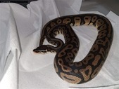 Pair of Ball Pythons up for grabs