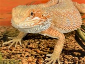 Pair of hypo red bearded dragons/paire de dragons barbus