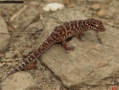 PARTHO Desert Geckos!