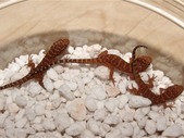 PARTHO Desert Geckos!