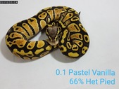 2018 Pastel Vanilla 66% Het Pied Female