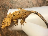 Proven breeder Dalmation Geckos 