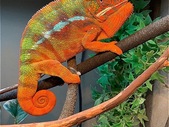 Quality Panther Chameleons Available Now! 