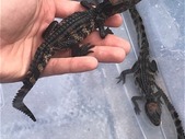 Baby Caimans (Cuvier's,  Spectacled)
