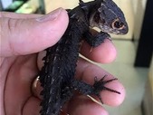 Red Eye Croc Skinks