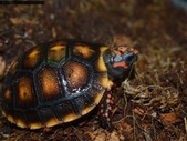 Red Foot Tortoise (Chelonoidis carbonaria)
