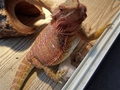 Red Hypo Male Bearded Dragon