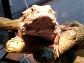 Red Tiger Male Bearded Dragon
