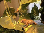 REDUCED PRICE - Baby Panther Chameleons for sale