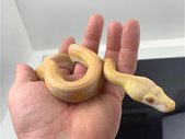 Reticualted Pythons 
