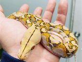 Reticualted Pythons 