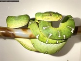 Sale on Captive Bred Emerald Tree Boas and Chondros