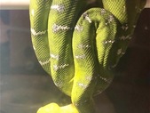 Sale on Captive Bred Emerald Tree Boas and Chondros