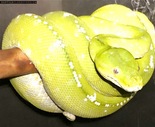 Sale on Captive Bred Emerald Tree Boas and Chondros