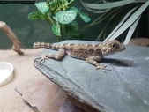Scorpion Gecko