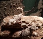 Scorpion Geckos 