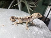Scorpion Geckos