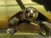 Selling Yellow Spotted River turtle
