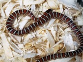 Sonoran Mountain King Snake