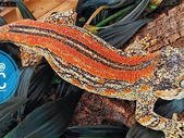 Super RedStripe Marble Sided Gargoyle Gecko (former breeder)
