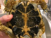 Testudo Hermanni (Herman's Tortoise)