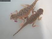 Toad Headed Agamas
