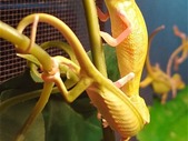 Translucent (piebald) Veild Chameleons