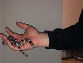 Tricolour Hognose and tank for sale 
