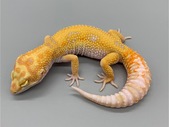Female - Tremper Albino (LG-H61-19)