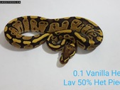 2018 Vanilla 100% Het Lav 50% Het Pied Female