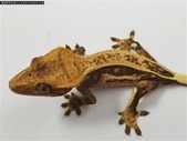 Various Crested geckos