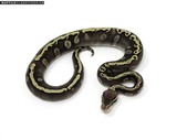 Various High End Ball Pythons and other Species of Snakes