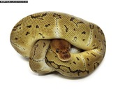 Various High End Ball Pythons and other Species of Snakes