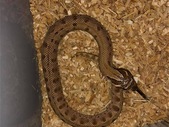 Various Hognose Available
