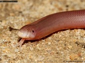 Wanted: Blind Snake