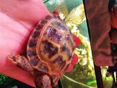 Wanted: Male Russian Tortoise