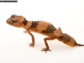 Wheeler's Knob-Tailed Gecko Wanted