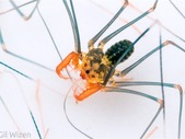 Whip spiders (Amblypygi) - Acanthophrynus coronatus babies