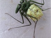 Whip spiders (Amblypygi) - Phrynus whitei babies