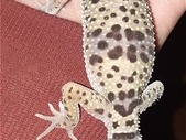 WTB: Leopard Geckos
